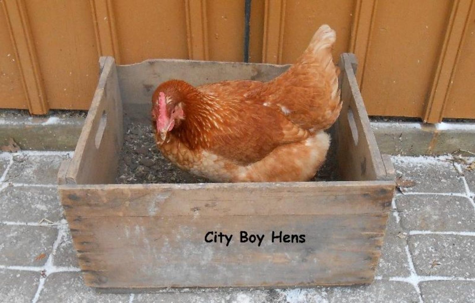 How to Make a Dust Bath For Chickens Backyard Poultry
